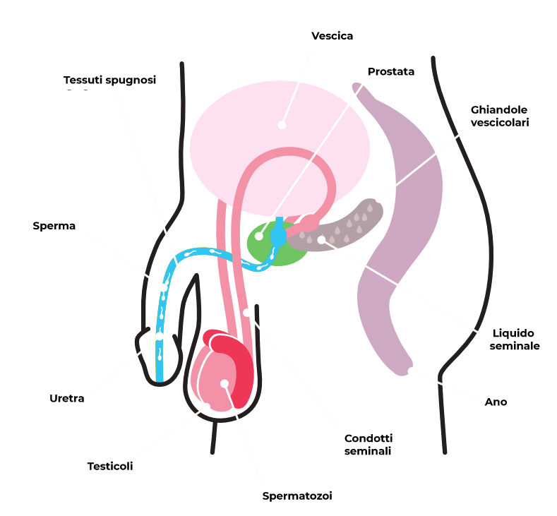 Apparato uro-genitale maschile